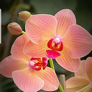 Meet your Posher, Lynn